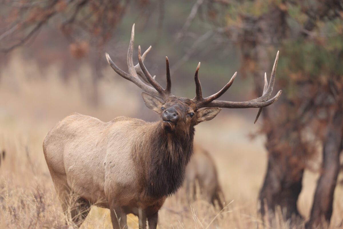 Elk Hunting