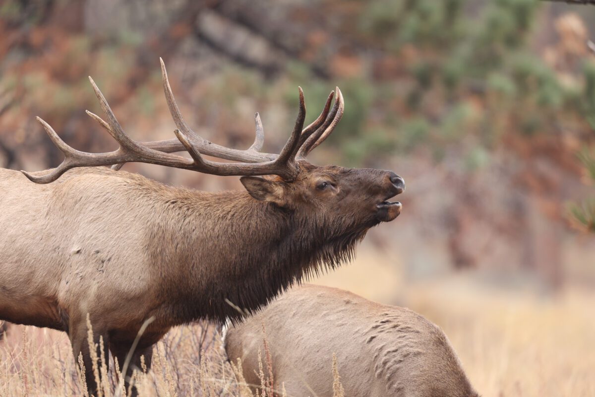 Elk Hunting