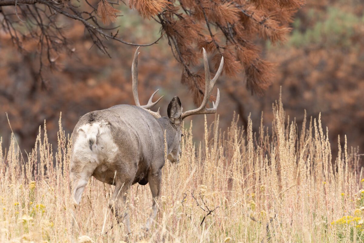 Mule Deer Hunts