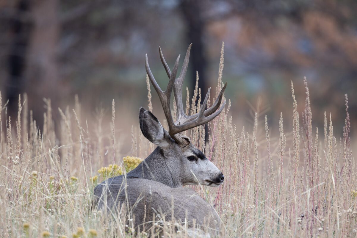 Mule Deer Hunts