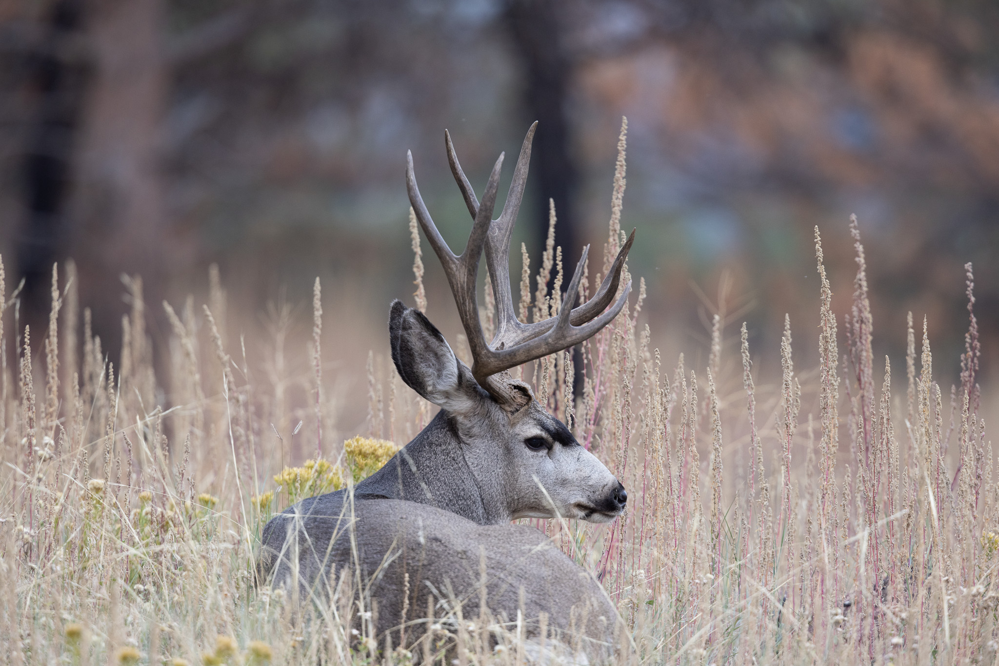 2025 Guided Private Land 2nd Rifle Deer Hunt Oct 26Nov 3 Ripple