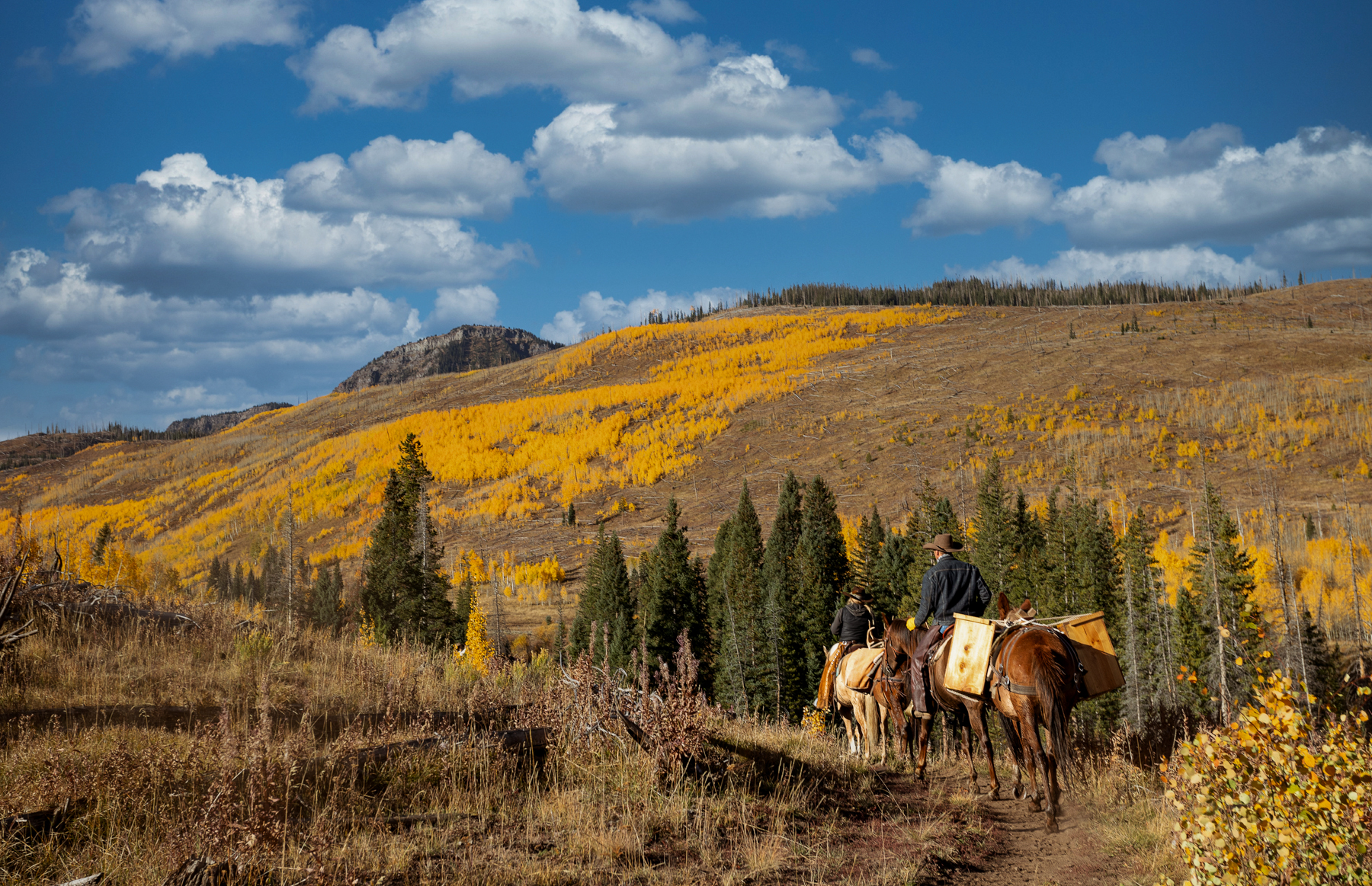 Guided Horseback