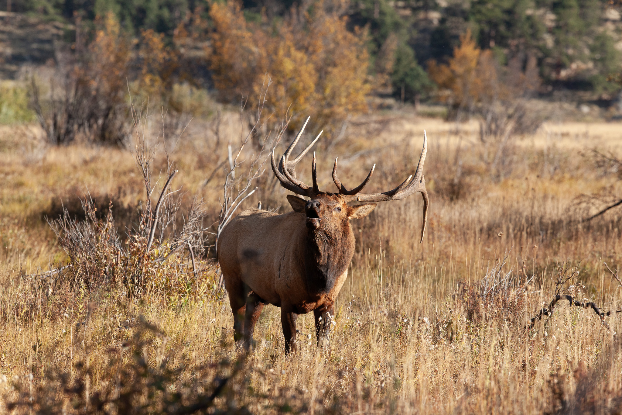 2025 Guided Horseback Archery Elk Hunt Sept 26 Ripple Creek Lodge